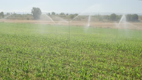 Sistema-De-Riego-Funcionando-En-Campos-De-Maíz-En-Zona-Irrigada-De-España