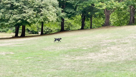 Un-Perro-Corriendo-Solo-En-Un-Parque-Para-Perros-En-El-Césped,-Toma-Panorámica