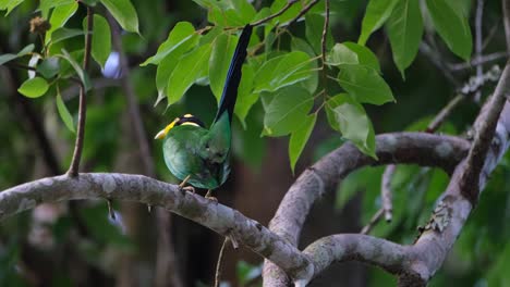 Flapping-its-tail-up-and-down,-a-Long-tailed-Broadbill-Psarisomus-dalhousiae-is-perching-on-a-tiny-branch-of-a-tree-in-a-forest-in-Thailand