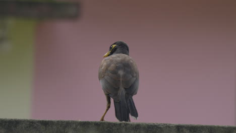 Los-Pájaros-Mynas,-Fauna,-Vistoso,-Blanco,-Aviar,-Fondo,-Ambiente,-Al-Aire-Libre,-Verde,-Rama,-Pico,-De-Cerca,-Natural,-Salvaje,-Negro,-Naturaleza,-Ornitología,-Ala,-Estornino,-Tropical