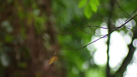 Dry-Leafless-Twigs-In-Blurry-Backdrop