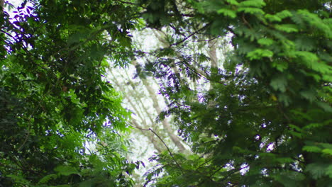 Serene-Forest-With-Green-Lush-Trees-In-Springtime