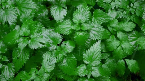 Nettle-plants-at-rainy-day,-drops-falling-in-slow-motion