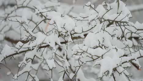 Dark-slender-tree-branches-are-covered-with-first-snow,-seen-in-a-close-up-parallax-shot