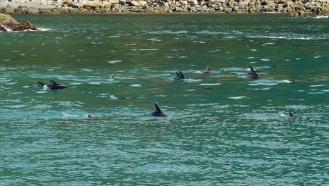 Pod-of-dusky-dolphins-traveling-along-a-rocky,-New-Zealand-beach