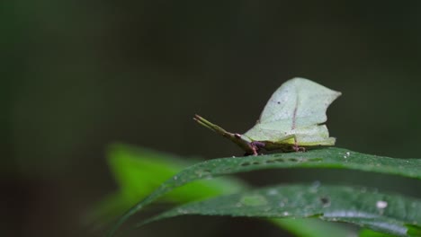 Balanceando-Una-Hoja-De-Saltamontes-Systella-Rafflesii-Mientras-La-Brisa-La-Mueve-Suavemente-En-La-Maleza-De-Un-Bosque-En-Tailandia