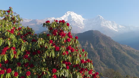 Red-rhododendron,-Nepal-national-flower,-is-captured-blooming-with-views-of-Annapurna-and-Machhapuchhre-mountain-ranges-from-Ghandruk-village,-Pokhara,-in-a-beautiful-drone-shot