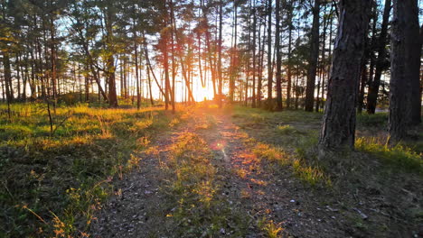 Slow-motion-walk-towards-the-sun-in-a-green-forest-on-a-beautiful-day,-sunset-time