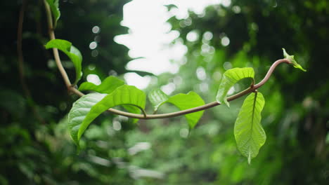 Sprouting-Green-Vines-With-Nature-Background