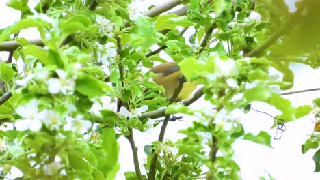 El-Pájaro-Cedar-Waxwing-Se-Encuentra-En-Un-árbol-En-Algún-Lugar-Del-Entorno-Canadiense,-Quebec,-Canadá.