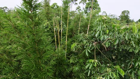 Bambusbaum-Zwischen-Anderen-Bäumen-Im-Dschungel,-Drohne-Aufsteigend