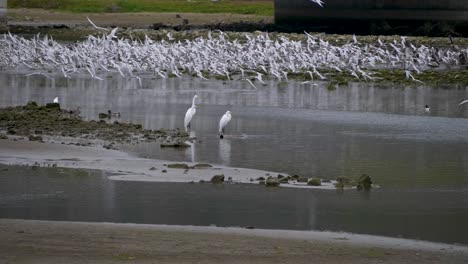 SLOWMO:-Three-Great-Egrets-hanging-out-in-Malibu-Lagoon-as-birds-fly-int-he-background