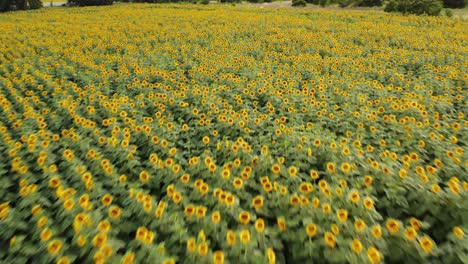 Volando-En-Diagonal-Sobre-Un-Campo-De-Girasoles-Amarillos