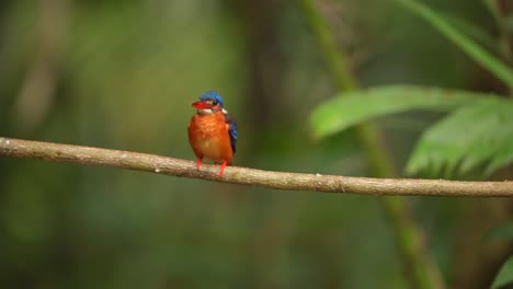 Der-Blauohr-Eisvogel-Nach-Dem-Verzehr-Von-Frischem-Fisch,-Dann-Kot