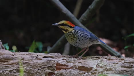 Acercándonos-A-Un-Pitta-Hydrornis-Cyaneus-Azul-Que-Mira-Hacia-El-Lado-Izquierdo-Del-Marco-Y-Que-Está-Parado-Inmóvil-Sobre-El-Tronco-De-Un-árbol-Caído-En-Un-Bosque-En-Tailandia.