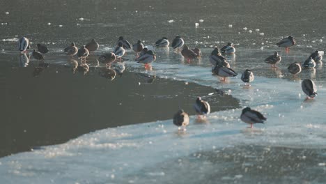 Ducks-sit-and-walk-on-the-ice-near-an-ice-hole-on-a-small-pond