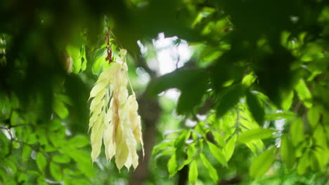 Lush-Green-Leaves-Of-Trees-In-Tropical-Forest