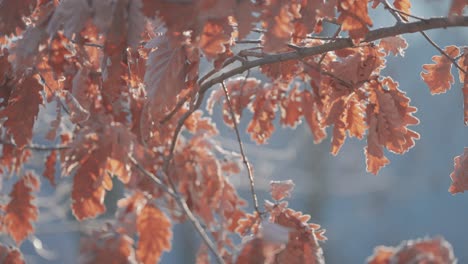 A-thin-hoarfrost-layer-blankets-the-dark-oak-tree-branches-with-colorful-withered-leaves,-captured-in-a-close-up-parallax-shot