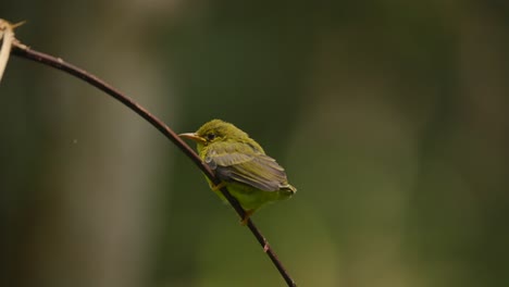 Un-Polluelo-De-Pájaro-Sol-De-Garganta-Marrón-Que-Comienza-A-Crecer-Después-De-Abandonar-El-Nido