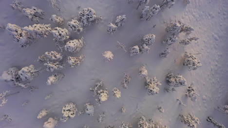 Top-down-drone-shot-over-sunlit,-arctic-trees-and-snowy-nature-of-Lapland