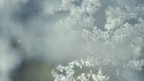 Un-Primer-Plano-Enfoca-Las-Delicadas-Flores-De-Cerezo,-Mostrando-Sus-Suaves-Pétalos-De-Color-Rosa-Y-Sus-Intrincados-Detalles.