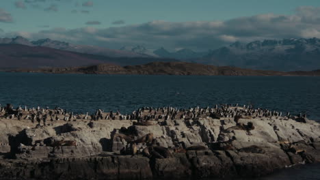 Felsinsel-Mit-Seelöwen-Und-Kormoranen-Auf-Einem-Felsen-Im-Beagle-Kanal-Ushuaia,-Argentinien