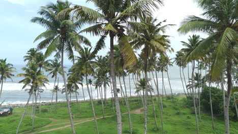 Tropical-white-sand-beach-with-coconut-palm-tree