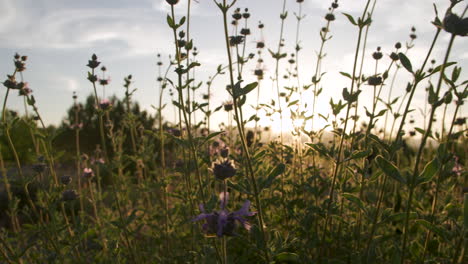 Camera-moves-left-to-right-past-basil-plant-with-sun-flares-peaking-through-periodically