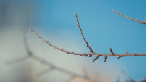 Eine-Dünne-Schicht-Raureif-Auf-Den-Dunklen,-Schlanken-Zweigen,-Die-Mit-Verwelkten-Blättern-Geschmückt-Sind