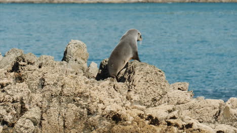 Ein-Neuseeländischer-Seebär-Galoppiert-An-Einem-Felsigen-Strand-Entlang