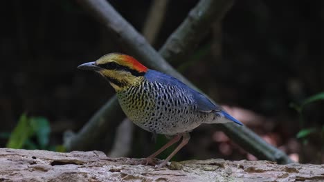 Zooming-out-from-a-close-up-shot-of-a-Blue-Pitta-Hydrornis-cyaneus-standing-in-a-forest-undergrowth-in-Thailand