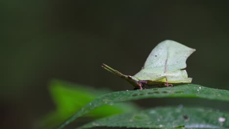 Acercándonos-Lentamente-A-Un-Saltamontes-De-Hoja-Pequeña-Systella-Rafflesii-Que-Descansa-Sobre-Una-Hoja-Verde-En-Un-Parque-Nacional-En-Tailandia