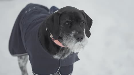 A-black-dog-in-a-warm-overcoat-stands-in-the-snow,-its-eyes-filled-with-sadness