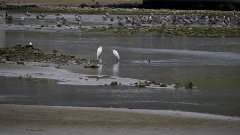 Drei-Silberreiher-Hängen-In-Der-Lagune-Von-Malibu-Herum