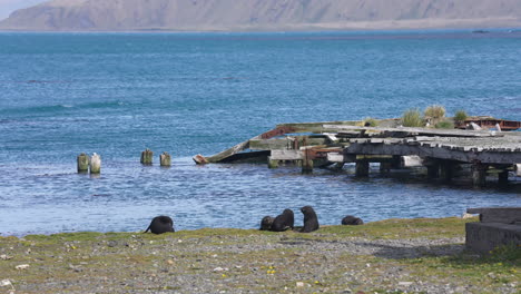 Crías-De-Lobos-Marinos-Antárticos-Jugando-En-La-Costa-De-La-Isla-De-Georgia-Del-Sur,-Territorio-Británico-De-Ultramar