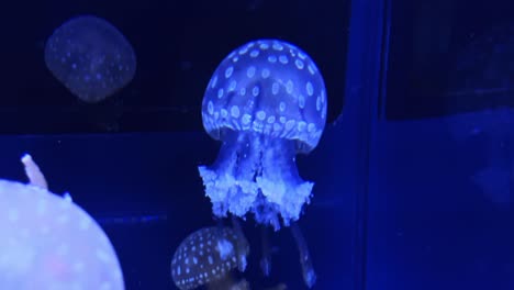 Bioluminescent-jellyfish-gracefully-swims-in-a-dark-aquarium,-glowing-under-blue-light