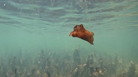 Sea-Hare-Mollusk-Swimming-in-the-Indian-River-Lagoon,-Florida