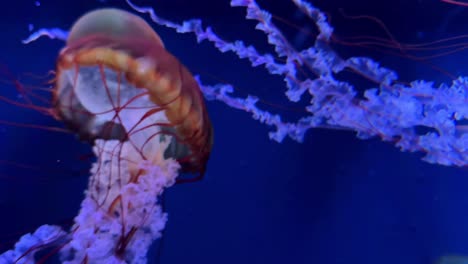 Graceful-jellyfish-with-vibrant-colors-drift-in-the-deep-blue-ocean