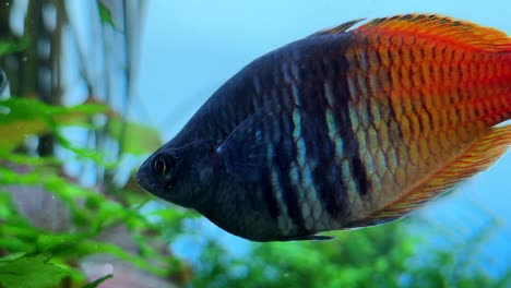 Colorful-tropical-fish-swims-among-green-plants-in-a-vibrant-aquarium