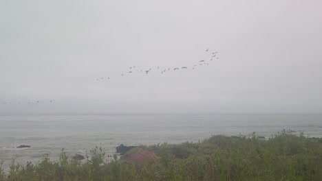 Toma-Panorámica-Amplia-De-Cardán-De-Aves-Marinas-Volando-En-Formación-Sobre-La-Costa-En-Cambria,-California.