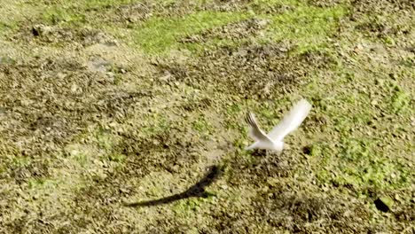 Seagulls-taking-flight-over-a-seaweed-covered-shore-during-low-tide,-with-water-and-coastal-scenery-in-the-background