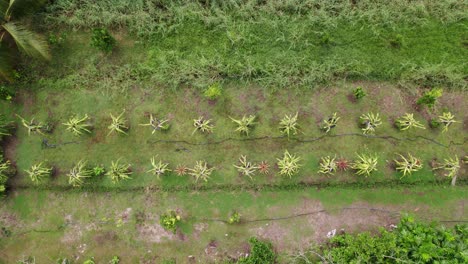 Dragon-fruit-plants-surrounded-by-grass,-agriculture-hose-between-plants,-drone-descending