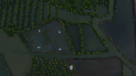 aerial-view-shot-of-deep-green-forest,-palm-trees-with-coconut-grow-on-it-in-field