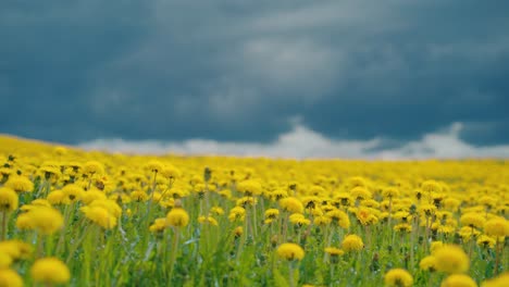 Field-full-of-yellow-dandelions.-Close-up