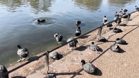 Patos-Copetudos-Salvajes-Relajándose-Junto-Al-Estanque-En-St-James&#39;s-Park-De-Londres