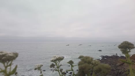 Gimbal-wide-shot-racking-focus-from-brown-pelicans-flying-over-the-ocean-to-coastal-plants-in-Cambria,-California