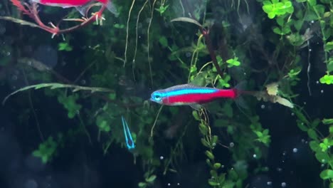 Bright-neon-tetra-fish-swimming-in-an-aquarium-with-lush-green-plants