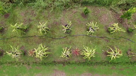 Plantas-De-Fruta-De-Dragón-Rodeadas-De-Vistas-De-Drones-Sobre-El-Césped,-Manguera-Agrícola-Entre-Plantas