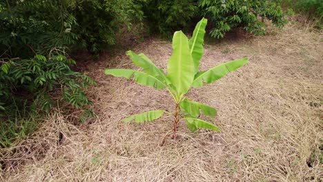 Banana-plant-surrounded-by-dead-grass-hay-and-trees,-drone-descending