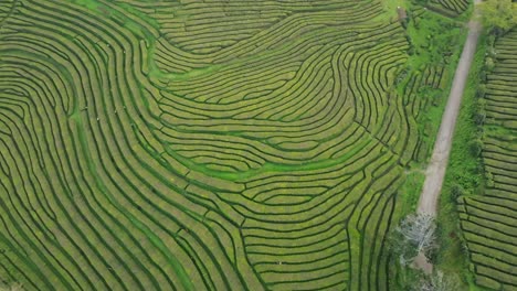 Plantaciones-De-Té,-Terrazas-Verdes-De-Campos-De-Gorreana,-Mosca-Drone-Sao-Miguel-Azores